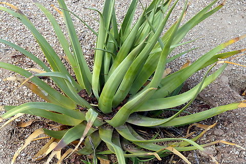 Squid Agave or Agave bracteosa  Agave bracteosa,Geotagged,United States,Winter