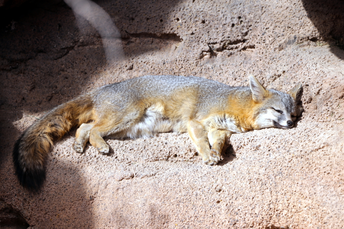 Grey Fox or Urocyon cineroargenteus Afternoon nap. Geotagged,Gray fox,United States,Urocyon cinereoargenteus,Winter