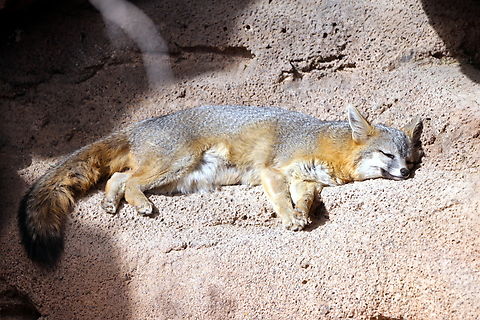 Grey Fox or Urocyon cineroargenteus Afternoon nap. Geotagged,Gray fox,United States,Urocyon cinereoargenteus,Winter