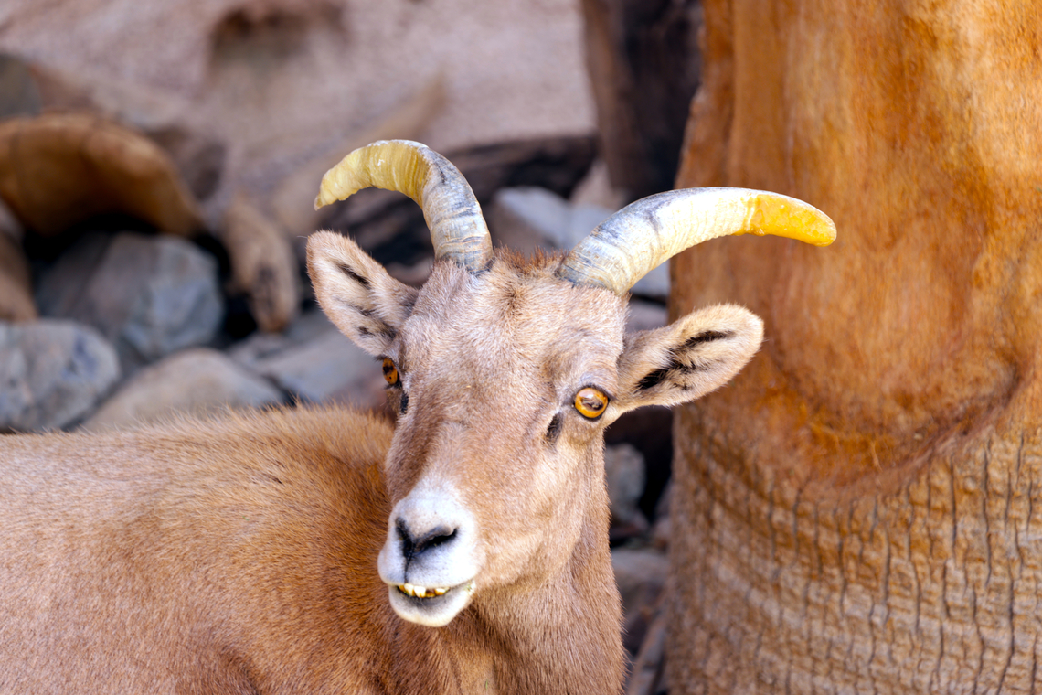 Bighorn sheep or Ovis canadensis  Bighorn sheep,Geotagged,Ovis canadensis,United States,Winter