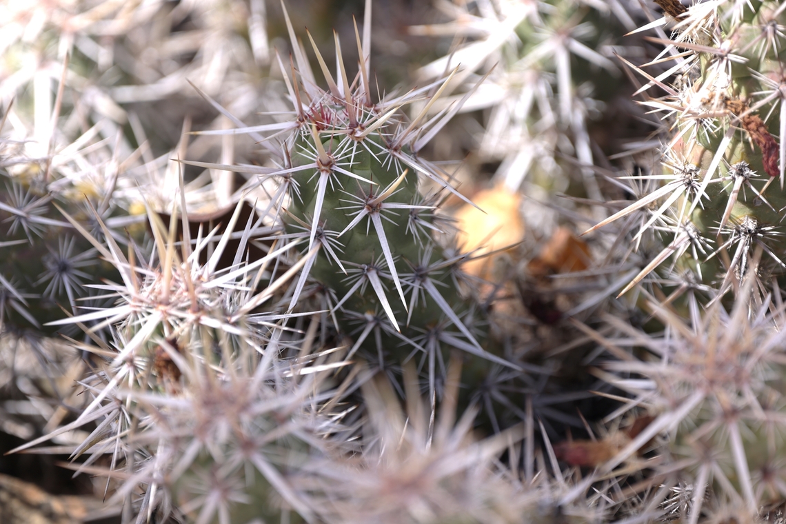 Strawberry Hedgehog or Enchinocereus brandegeei  Echinocereus brandegeei,Enchinocereus brandegeei,Geotagged,United States,Winter