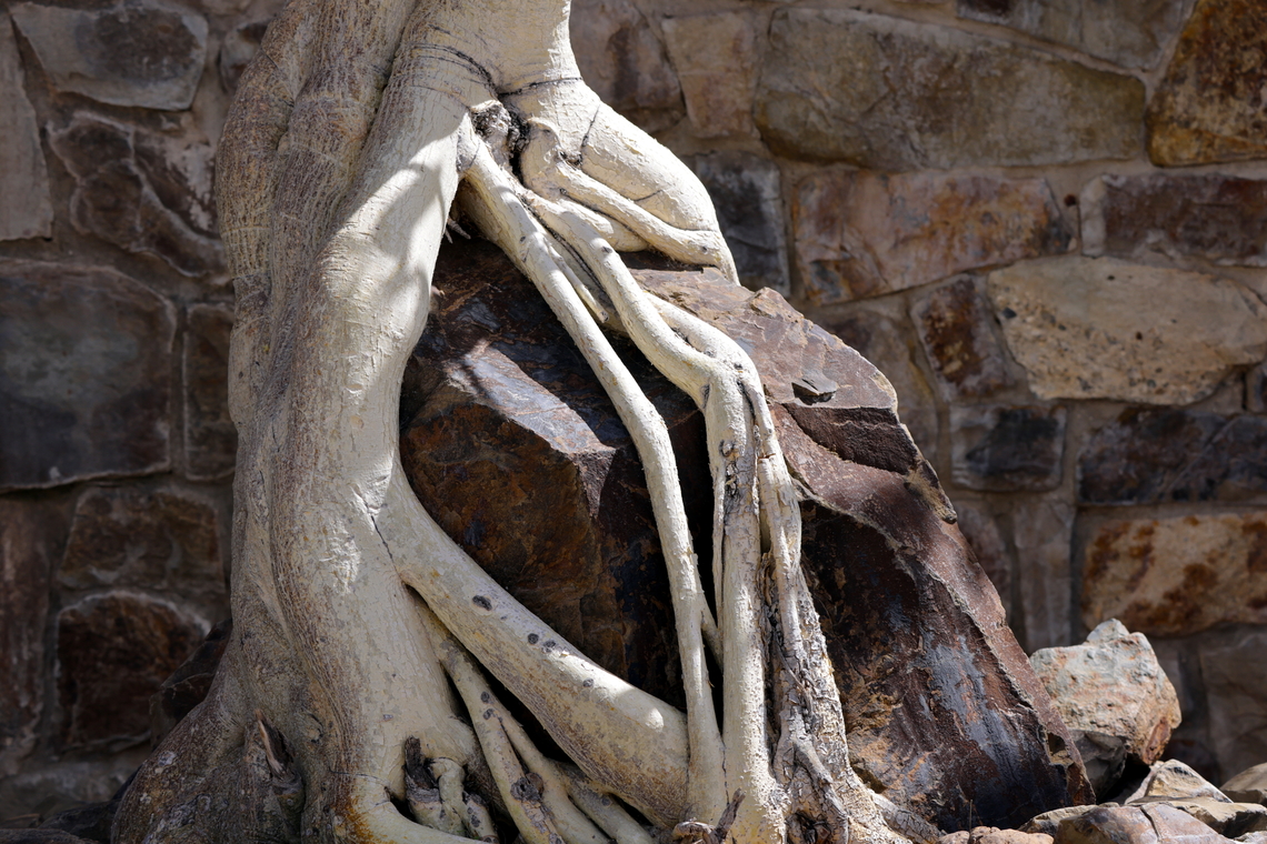 Rock Fig or Ficus petiolaris palmeri  Ficus petiolaris,Geotagged,United States,Winter