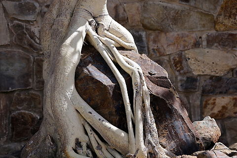 Rock Fig or Ficus petiolaris palmeri  Ficus petiolaris,Geotagged,United States,Winter
