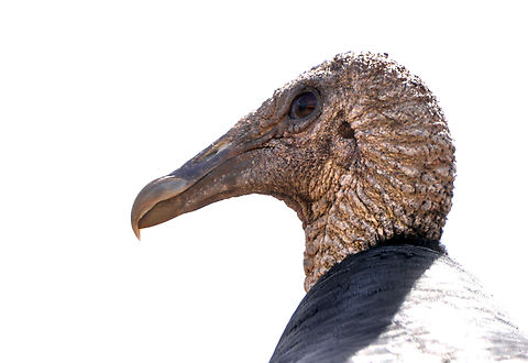 Black vulture or Coragyps atratus  Black vulture,Coragyps atratus,Geotagged,United States,Winter