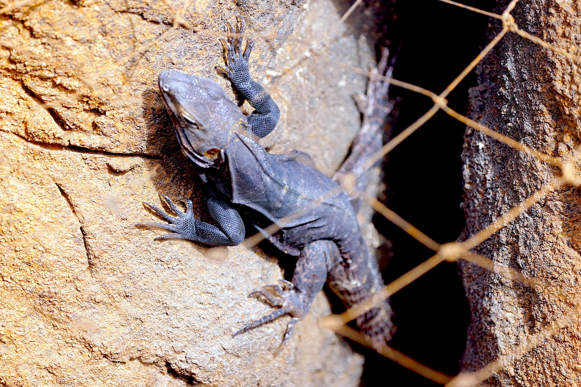 Chuckwalla or Sauromalus obesus  Common chuckwalla,Geotagged,Sauromalus ater,United States,Winter
