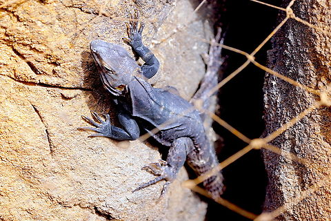 Chuckwalla or Sauromalus obesus  Common chuckwalla,Geotagged,Sauromalus ater,United States,Winter