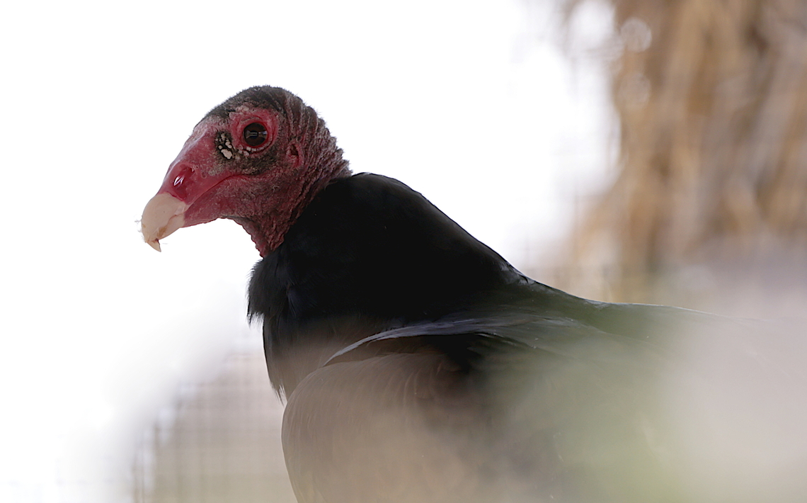 Turkey Vulture or Cathartes aura <figure class="photo"><a href="https://www.jungledragon.com/image/151144/turkey_vultures_or_cathartes_aura.html" title="Turkey Vultures or Cathartes aura"><img src="https://s3.amazonaws.com/media.jungledragon.com/images/5803/151144_thumb.JPG?AWSAccessKeyId=05GMT0V3GWVNE7GGM1R2&Expires=1759968010&Signature=Q1PfmCZ4HOTxXWDQYR0dF%2BwLG%2BM%3D" width="200" height="142" alt="Turkey Vultures or Cathartes aura When a group of vultures are nesting they are called a committee, while feeding a wake and flying in formation a kettle. This committee began roosting about 8:00 pm at the Mesa Verde indian ruins in New Mexico. There were over a dozen in neighboring trees. They have some nasty habits of vomiting on their rotting prey and urinating on themselves to keep cool. Not someone you want to kiss! Cathartes aura,Geotagged,Summer,Turkey Vulture,Turkey vulture,United States" /></a></figure><br />
When a group of vultures are nesting they are called a committee, while feeding a wake and flying in formation a kettle. This committee began roosting about 8:00 pm at the Mesa Verde indian ruins in New Mexico. There were over a dozen in neighboring trees. They have some nasty habits of vomiting on their rotting prey and urinating on themselves to keep cool. Not someone you want to kiss! Cathartes aura,Geotagged,Turkey vulture,United States,Winter