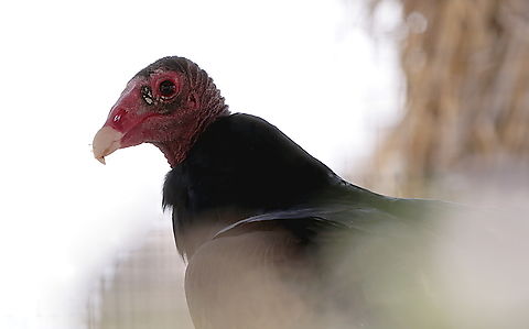Turkey Vulture or Cathartes aura https://www.jungledragon.com/image/151144/turkey_vultures_or_cathartes_aura.html
When a group of vultures are nesting they are called a committee, while feeding a wake and flying in formation a kettle. This committee began roosting about 8:00 pm at the Mesa Verde indian ruins in New Mexico. There were over a dozen in neighboring trees. They have some nasty habits of vomiting on their rotting prey and urinating on themselves to keep cool. Not someone you want to kiss! Cathartes aura,Geotagged,Turkey vulture,United States,Winter
