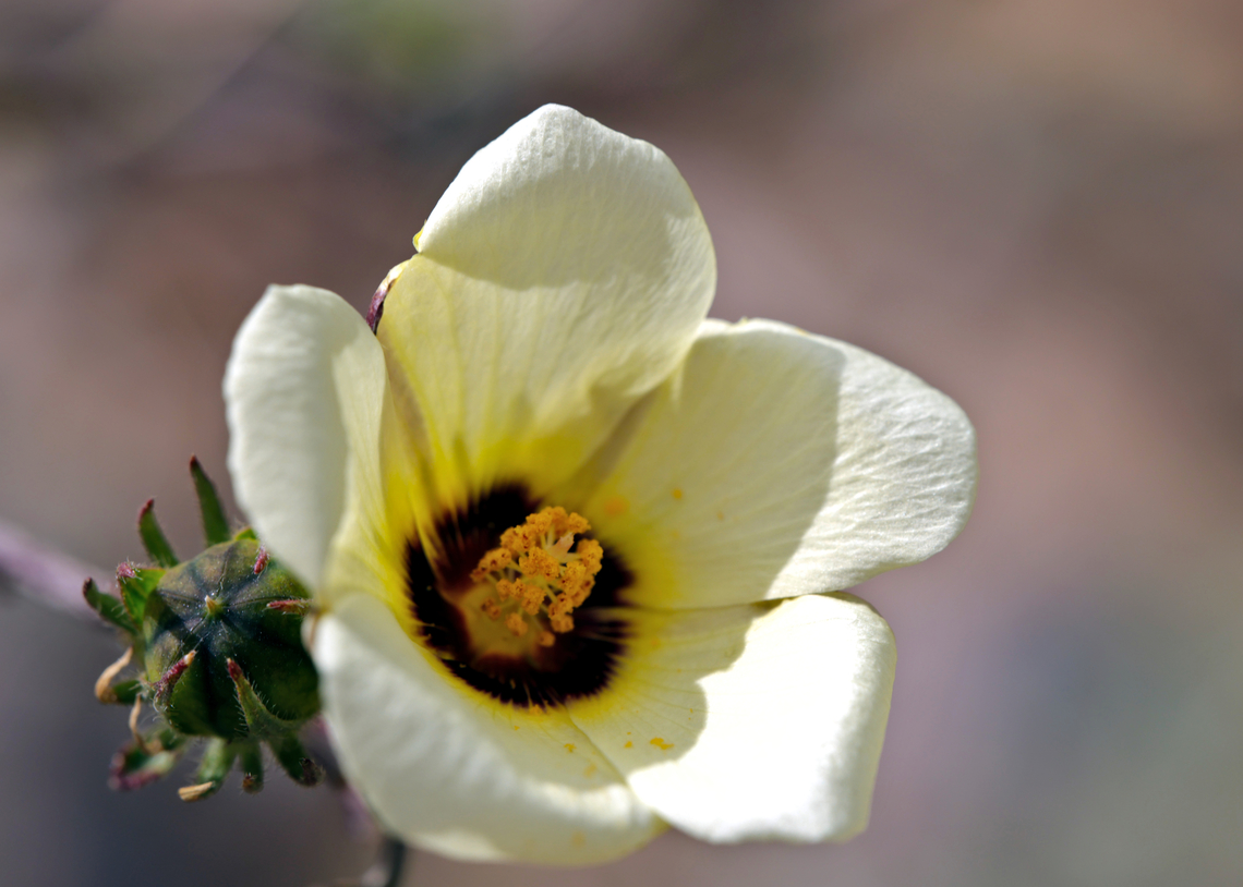 Desert Marigold or Baileya multiradiata  Baileya multiradiata,Geotagged,United States,Winter