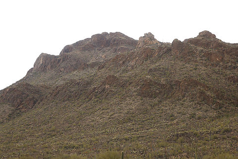 Saguaro or Carnegia gigantea Zoom in and see thousands of giant Saguaro trees in the Saguaro National Forest near Tucson, Arizona. The smaller white plants are cholla cactus. Saguaro proliferate on the south side of mountains, because they want to get as much sun as possible. Carnegiea gigantea,Geotagged,Saguaro cactus,United States,Winter