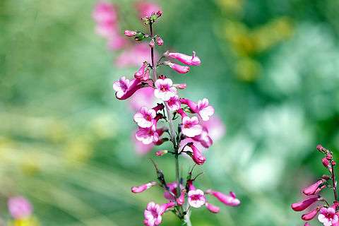 Parrys penstemon or Penstemon parryi  Geotagged,Parrys Penstemon,Penstemon parryi,United States,Winter