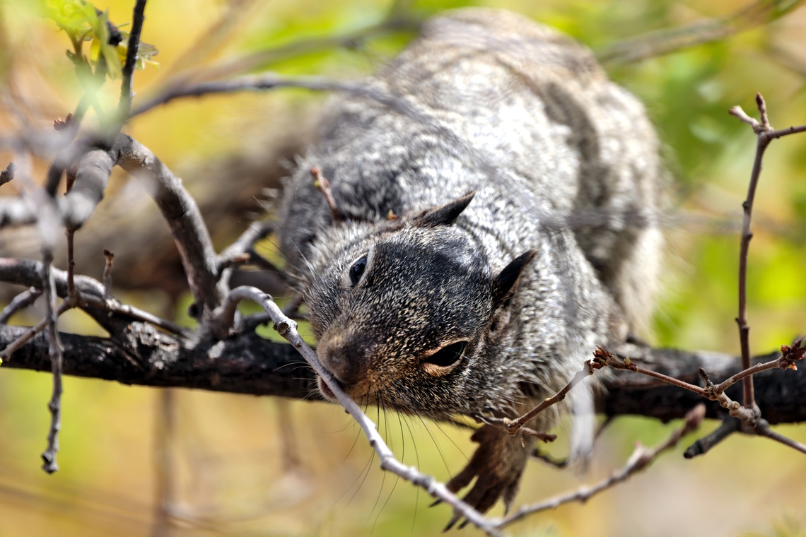 Arizona gray squirrel or Sciurus arizonensis Eating tender spring buds Arizona gray squirrel,Geotagged,Sciurus arizonensis,United States,Winter