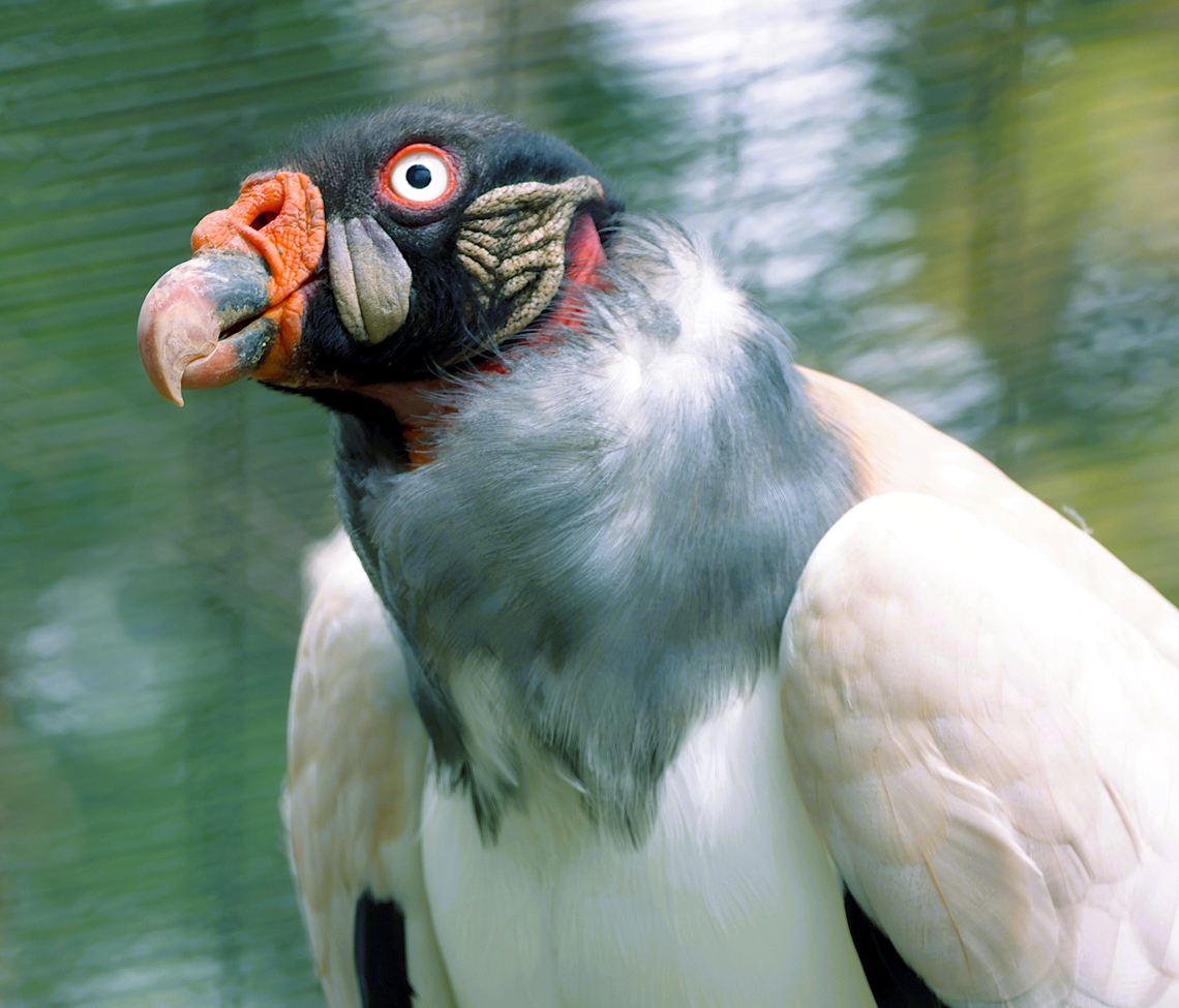 King Vulture or Sarcoramphus papa The head of this vulture is nearly bald, which keeps the area clean as it eats and releases heat in hot summer months. King vultures have a strong bite which can open carcasses that other birds cannot, resulting in the King vultures usually eating first.<br />
King vultures cannot sweat to release body heat, so they defecate on their legs. As it evaporates, it cools the legs and the blood traveling to the legs is cooled and recirculated to the vulture&#039;s body. Geotagged,King vulture,Sarcoramphus papa,United States,Winter