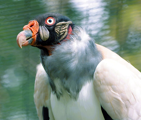 King Vulture or Sarcoramphus papa The head of this vulture is nearly bald, which keeps the area clean as it eats and releases heat in hot summer months. King vultures have a strong bite which can open carcasses that other birds cannot, resulting in the King vultures usually eating first.
King vultures cannot sweat to release body heat, so they defecate on their legs. As it evaporates, it cools the legs and the blood traveling to the legs is cooled and recirculated to the vulture's body. Geotagged,King vulture,Sarcoramphus papa,United States,Winter