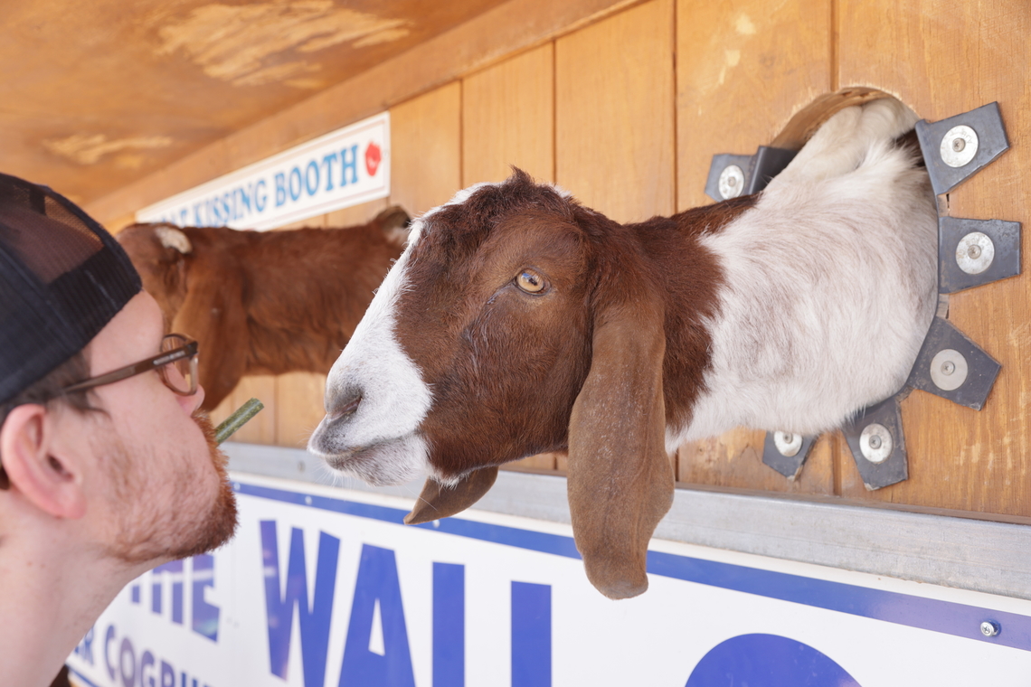 Nigerian dwarf goat or Capra aegagrus hircus Which one has the better beard? Just so you know, the goat is on the right. Capra aegagrus hircus,Domestic Goat,Geotagged,United States,Winter