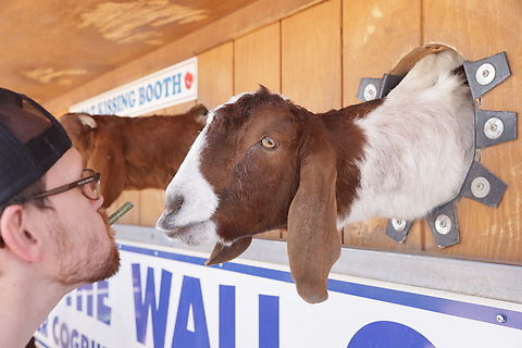 Nigerian dwarf goat or Capra aegagrus hircus Which one has the better beard? Just so you know, the goat is on the right. Capra aegagrus hircus,Domestic Goat,Geotagged,United States,Winter