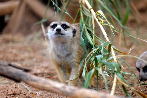 Meerkat or Suricata suricatta  Geotagged,Meerkat,Suricata suricatta,United States,Winter