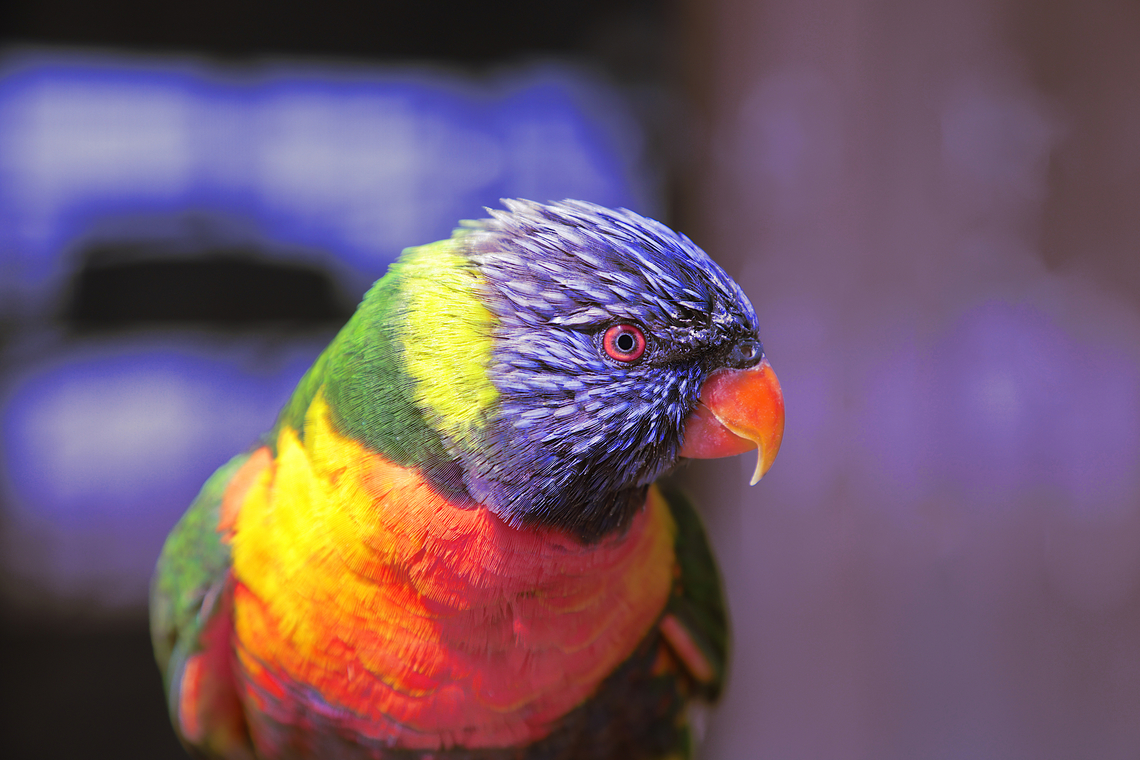 Rainbow lorikeet or Trichoglossus moluccanus These birds are gorgeous with their bright, vivid colors and playful characteristics. It crossed my mind for a second that I should get one as a pet because I know someone in our neighborhood who sells them.<br />
<br />
After some research, it only took me a moment to realize I didn&#039;t want one of these birds. They are very noisy and squawk continuously through the day. Some pet owners recommend you line your walls and floor with plastic because they splash their nectar. Owners have also recommended that the birds have a larger cage in which to fly. At least 4 feet wide and 3 feet tall. Finally, they live for 30 years in your home. Nope, don&#039;t want one of these birds! I have already raised six kids and don&#039;t need another. Geotagged,Rainbow lorikeet,Trichoglossus moluccanus,United States,Winter