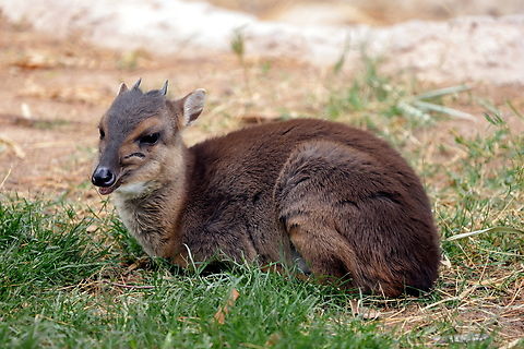 Blue Duiker or Philantomba monticola "Duiker" means "diver" in Afrikaans. When disturbed they will bolt into the bushes. Under their eyes is a scent gland that they use to mark their territories. Blue Duiker,Geotagged,Philantomba monticola,United States,Winter