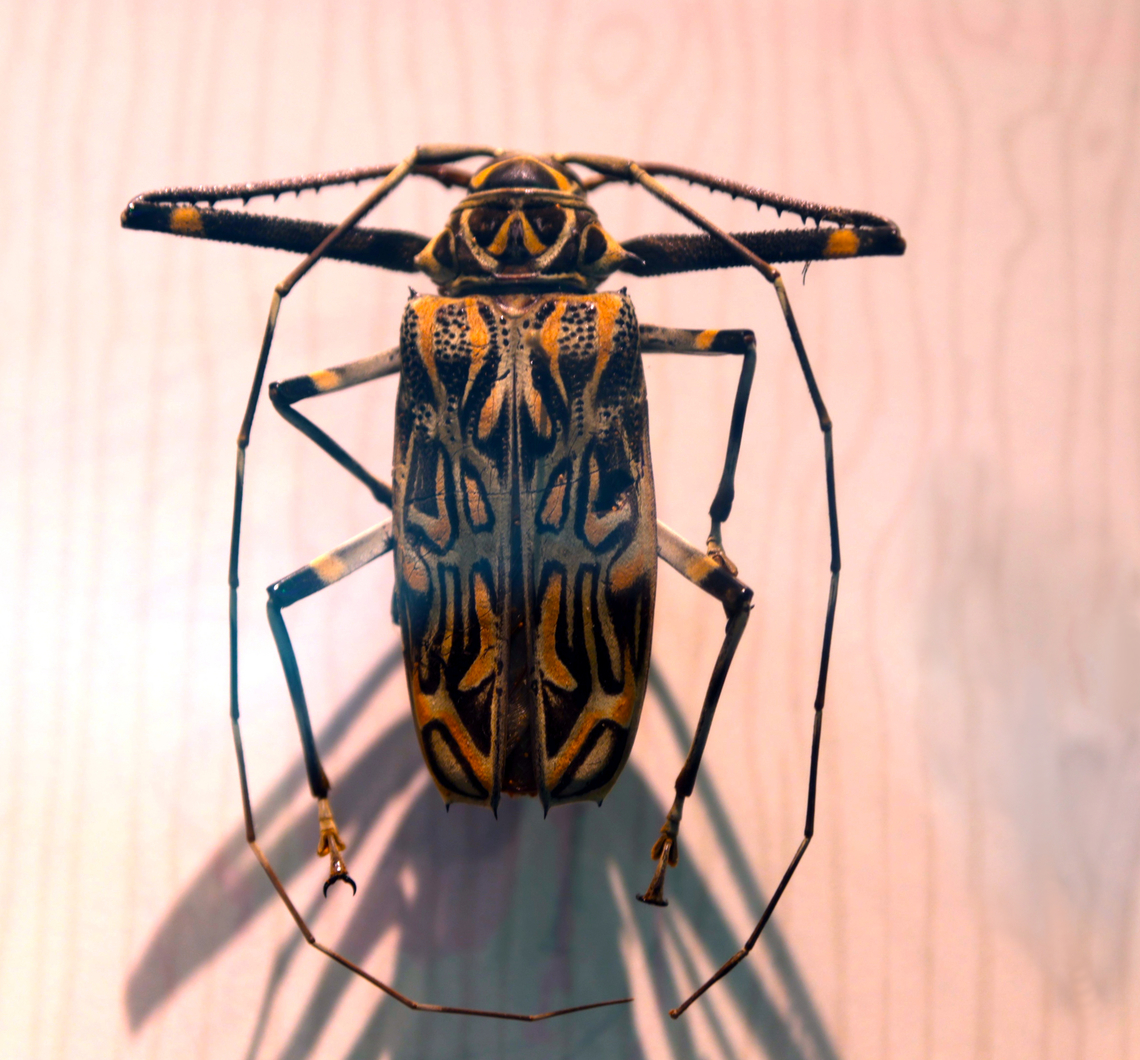 Harlequin beetle Acrocinus longimanus  Acrocinus longimanus,Geotagged,Harlequin beetle,United States,Winter