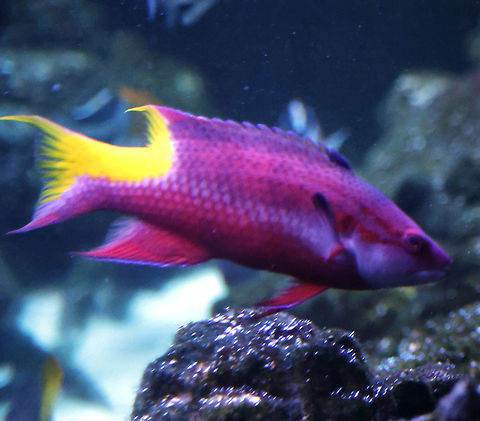 Spotfin or Cuban hogfish or Bodianus pulchellus  Bodianus pulchellus,Geotagged,Spotfin hogfish,United States,Winter