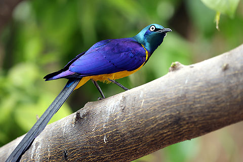 Golden-breasted Starling or Lamprotornis regius  Geotagged,Golden-breasted starling,Lamprotornis regius,United States,Winter