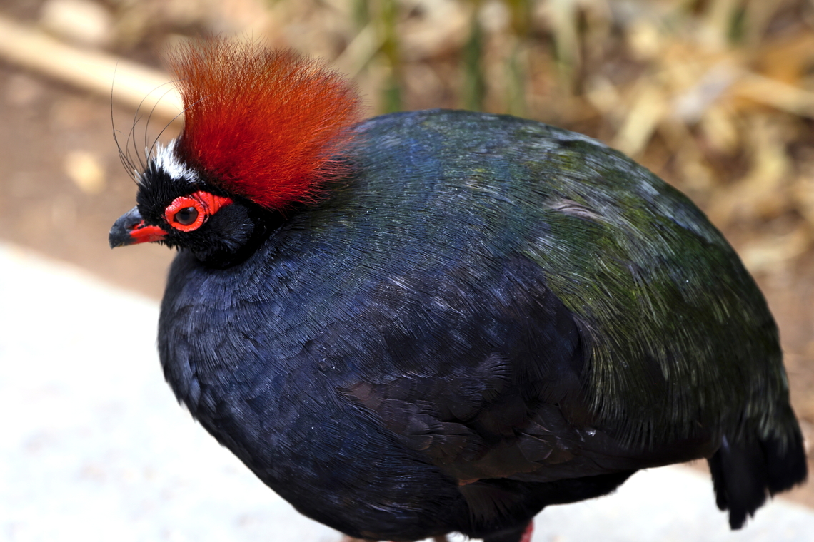 Crested partridge or Rollulus rouloul  Crested Partridge,Geotagged,Rollulus rouloul,United States,Winter