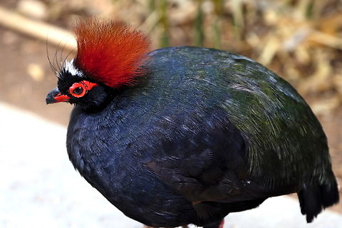 Crested partridge or Rollulus rouloul  Crested Partridge,Geotagged,Rollulus rouloul,United States,Winter