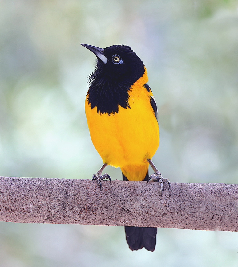Venezuelan Troupial or Icterus icterus <figure class="photo"><a href="https://www.jungledragon.com/image/168137/venezuelan_troupial_or_icterus_icterus.html" title="Venezuelan Troupial or Icterus icterus"><img src="https://s3.amazonaws.com/media.jungledragon.com/images/5803/168137_thumb.JPG?AWSAccessKeyId=05GMT0V3GWVNE7GGM1R2&Expires=1770854410&Signature=QNz1g0yLQK1SXWEDu4hrdG0ePfI%3D" width="200" height="134" alt="Venezuelan Troupial or Icterus icterus  Geotagged,Icterus icterus,United States,Venezuelan Troupial,Winter" /></a></figure><br />
 Geotagged,Icterus icterus,United States,Venezuelan Troupial,Winter