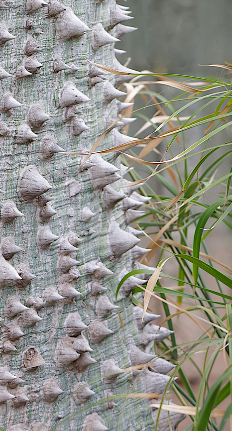 Pink Silk Floss Tree or Ceiba speciosa  Ceiba speciosa,Geotagged,Silk Floss tree,United States,Winter
