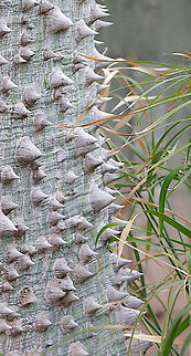 Pink Silk Floss Tree or Ceiba speciosa  Ceiba speciosa,Geotagged,Silk Floss tree,United States,Winter