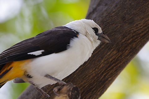 White-headed buffalo weaver or Dinemellia dinemelli  Dinemellia dinemelli,Geotagged,United States,White-headed buffalo weaver,Winter