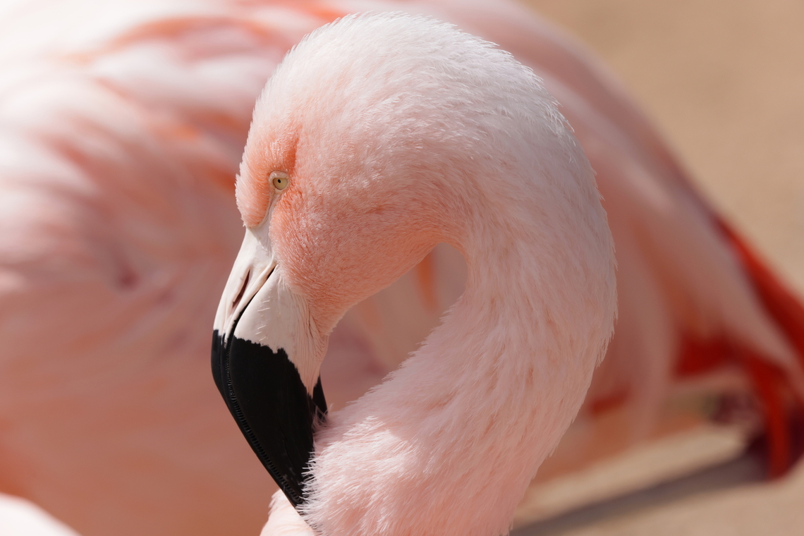 Chilean Flamingo or Phoenicopterus chilensis <figure class="photo"><a href="https://www.jungledragon.com/image/167831/chilean_flamingo_or_phoenicopterus_chilensis.html" title="Chilean Flamingo or Phoenicopterus chilensis"><img src="https://s3.amazonaws.com/media.jungledragon.com/images/5803/167831_thumb.JPG?AWSAccessKeyId=05GMT0V3GWVNE7GGM1R2&Expires=1763596810&Signature=mYbhvbFpBiYg%2BQxII2bsQWZaSzg%3D" width="200" height="134" alt="Chilean Flamingo or Phoenicopterus chilensis  Chilean flamingo,Geotagged,Phoenicopterus chilensis,United States,Winter" /></a></figure> Chilean flamingo,Geotagged,Phoenicopterus chilensis,United States,Winter
