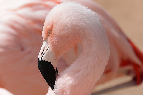 Chilean Flamingo or Phoenicopterus chilensis https://www.jungledragon.com/image/167831/chilean_flamingo_or_phoenicopterus_chilensis.html Chilean flamingo,Geotagged,Phoenicopterus chilensis,United States,Winter