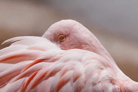 Chilean Flamingo or Phoenicopterus chilensis  Chilean flamingo,Geotagged,Phoenicopterus chilensis,United States,Winter