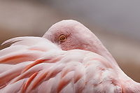 Chilean Flamingo or Phoenicopterus chilensis  Chilean flamingo,Geotagged,Phoenicopterus chilensis,United States,Winter