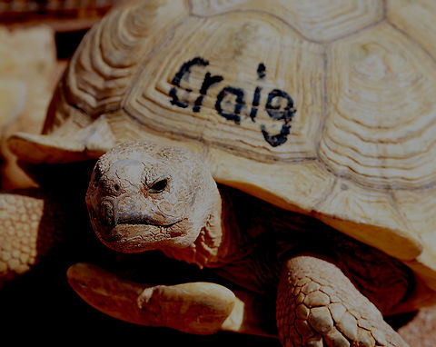 Giant African spurred tortois or Sulcata Tortoise Yep, every tortoise has a name. This one is Craig! African spurred tortoise,Centrochelys sulcata,Geotagged,United States