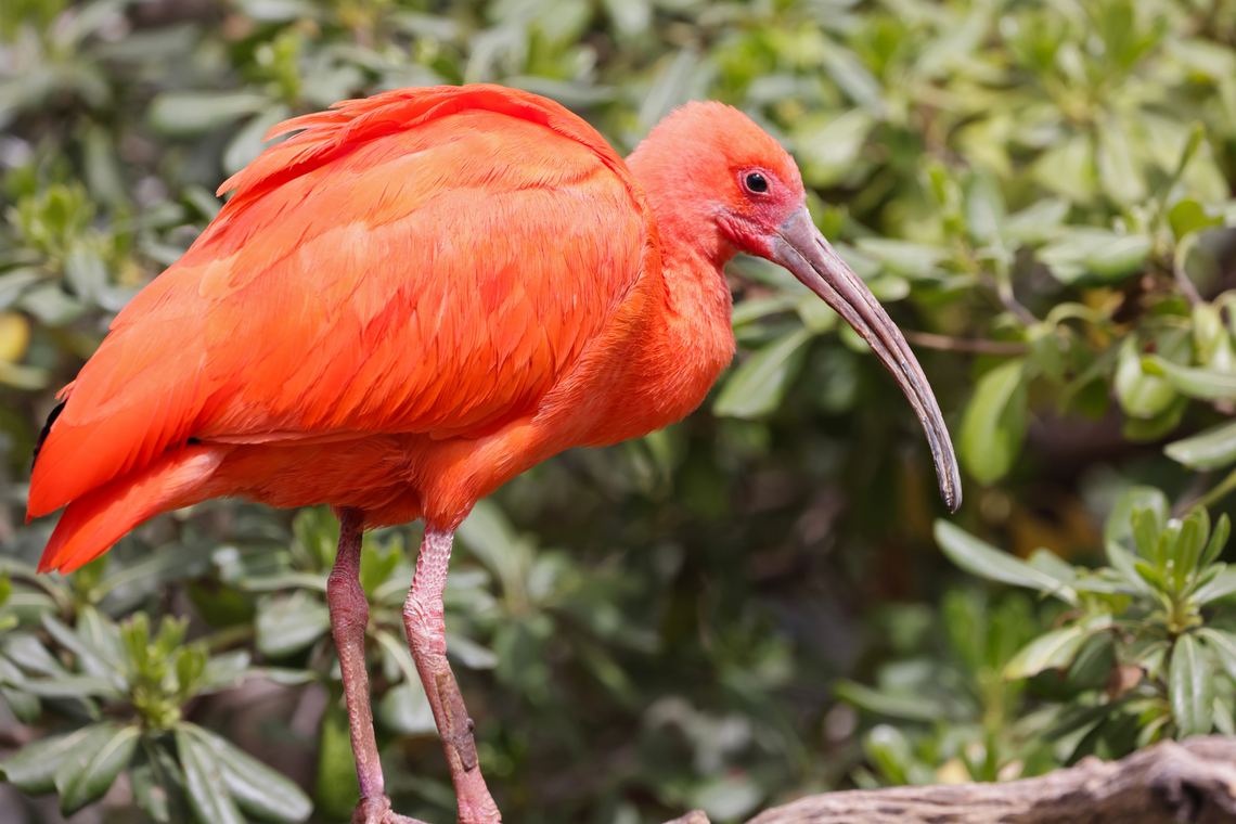 Scarlet ibis or Eudocimus ruber  Eudocimus ruber,Geotagged,Scarlet Ibis,United States,Winter