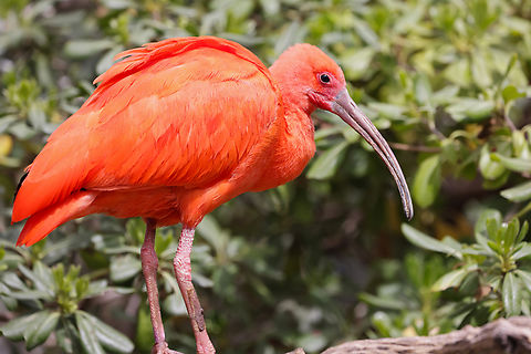 Scarlet ibis or Eudocimus ruber  Eudocimus ruber,Geotagged,Scarlet Ibis,United States,Winter