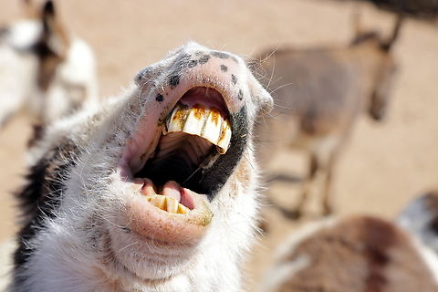 Sicilian donkey or Equus africanus asinus The ridges on the underside of a mule's mouth are called oral or palatal ridges and are neither cartilage nor enamel. They're typically soft tissue structures made up of mucosa, the moist lining inside the mouth. These ridges are part of the oral anatomy and are covered by the mucous membrane to help with the donkeys' ability to grip and process food effectively. Donkey,Equus africanus asinus,Geotagged,United States,Winter