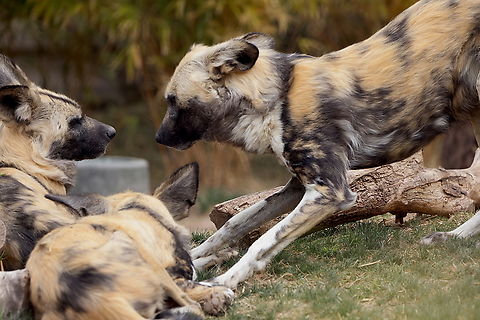 African Wild Dog or Lycaon pictus Only the alpha male and female breed, but the entire pack helps to feed and protect the young pups. African wild dogs will even bring food to injured and elderly pack members, ensuring that everyone in the family is cared for and fed. As pack animals, they are successful in more than 70% of their hunts. African wild dog,Geotagged,Lycaon pictus,United States,Winter