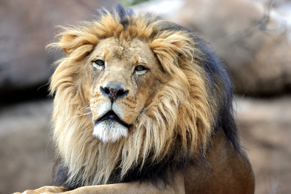 African Lion or Panthera leo  Geotagged,Lion,Panthera leo,United States,Winter