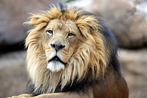 African Lion or Panthera leo  Geotagged,Lion,Panthera leo,United States,Winter