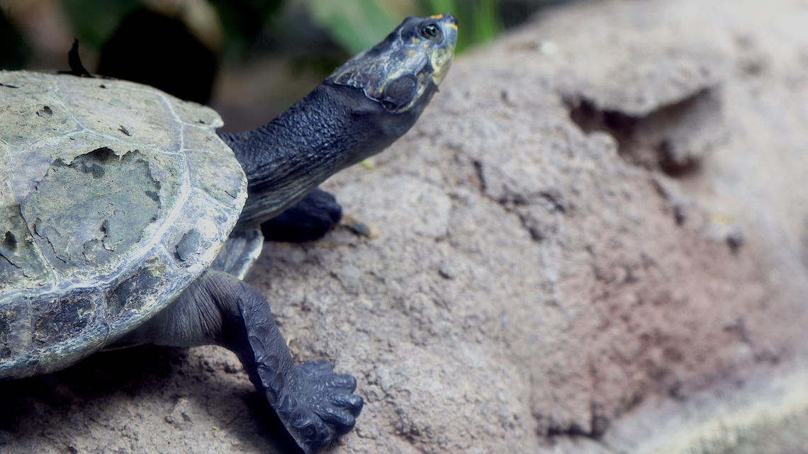 Sonoran mud turtle or Kinosternon sonoriense  Geotagged,Kinosternon sonoriense,Sonora mud turtle,United States,Winter