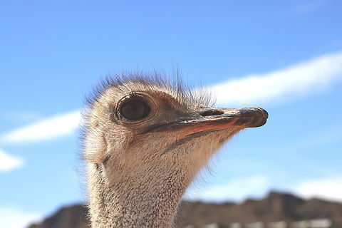 Common Ostrich or Struthio camelus  Geotagged,Ostrich,Struthio camelus,United States,Winter