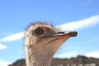 Common Ostrich or Struthio camelus  Geotagged,Ostrich,Struthio camelus,United States,Winter