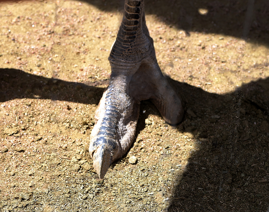 Common Ostrich foot or Struthio camelus The ostrich has a very unique foot and talons. The ostrich is the world's fastest land bird, reaching speeds of 45 mph. Unlike most other birds that have three or four toes, ostriches have two-toed feet, with a large claw-like nail that helps them grip the ground for maximum speed. The talent is also used as a deadly effective defense against predators even such as lions. A smaller toe helps with balance and stability, especially during sharp turns.<br />
<figure class="photo"><a href="https://www.jungledragon.com/image/167992/common_ostrich_or_struthio_camelus.html" title="Common Ostrich or Struthio camelus"><img src="https://s3.amazonaws.com/media.jungledragon.com/images/5803/167992_thumb.JPG?AWSAccessKeyId=05GMT0V3GWVNE7GGM1R2&Expires=1770854410&Signature=doaRytD1SPH4rfiS2abX3K0qT%2Bk%3D" width="200" height="134" alt="Common Ostrich or Struthio camelus  Geotagged,Ostrich,Struthio camelus,United States,Winter" /></a></figure><br />
  Geotagged,Ostrich,Struthio camelus,United States,Winter