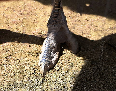 Common Ostrich foot or Struthio camelus The ostrich has a very unique foot and talons. The ostrich is the world's fastest land bird, reaching speeds of 45 mph. Unlike most other birds that have three or four toes, ostriches have two-toed feet, with a large claw-like nail that helps them grip the ground for maximum speed. The talent is also used as a deadly effective defense against predators even such as lions. A smaller toe helps with balance and stability, especially during sharp turns.
https://www.jungledragon.com/image/167992/common_ostrich_or_struthio_camelus.html
  Geotagged,Ostrich,Struthio camelus,United States,Winter