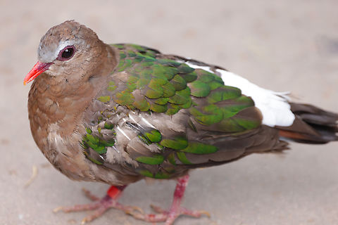 Common emerald dove or Chalcophaps indica  Chalcophaps indica,Common emerald dove,Geotagged,United States,Winter