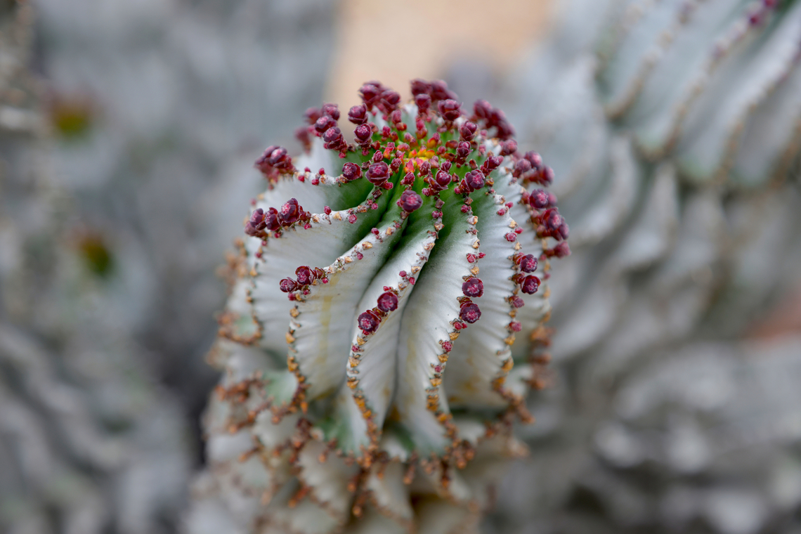 Snowflake or Euphorbia polygona  Euphorbia polygonifolia,Geotagged,Seaside sandmat,United States,Winter
